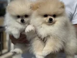 Petmode Köpek Çiftliğinde Ziyarete Açık Pomeranian