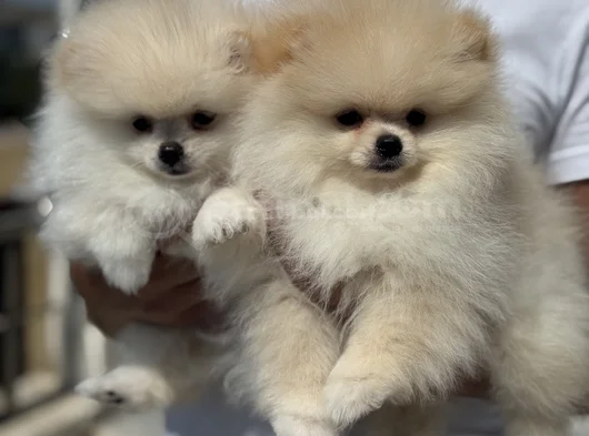 Petmode Köpek Çiftliğinde Ziyarete Açık Pomeranian görsel