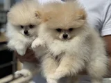 Petmode Köpek Çiftliğinde Ziyarete Açık Pomeranian