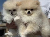 Petmode Köpek Çiftliğinde Ziyarete Açık Pomeranian