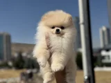 Petmode Köpek Çiftliğinde Ziyarete Açık Pomeranian