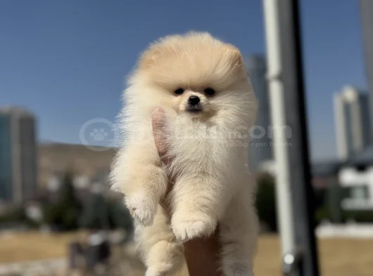 Petmode Köpek Çiftliğinde Ziyarete Açık Pomeranian görsel
