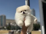 Petmode Köpek Çiftliğinde Ziyarete Açık Pomeranian