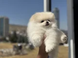 Petmode Köpek Çiftliğinde Ziyarete Açık Pomeranian