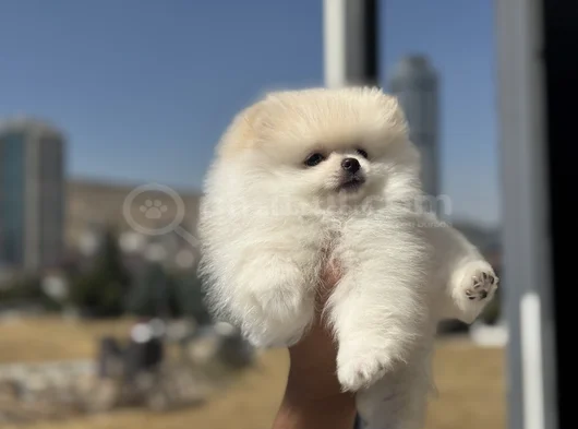 Petmode Köpek Çiftliğinde Ziyarete Açık Pomeranian görsel