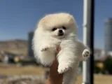 Petmode Köpek Çiftliğinde Ziyarete Açık Pomeranian