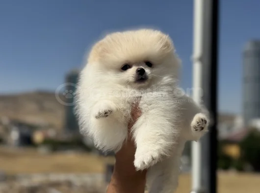 Petmode Köpek Çiftliğinde Ziyarete Açık Pomeranian görsel