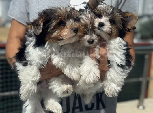 Petmode Köpek Çiftliğinden Show Kalite Morkie Yavrular görsel