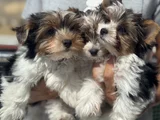 Petmode Köpek Çiftliğinden Show Kalite Morkie Yavrular