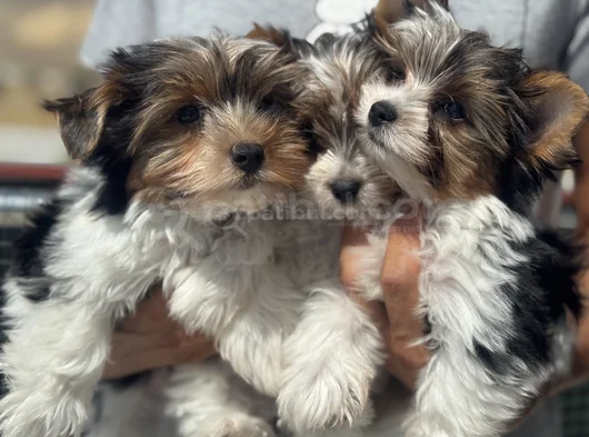 Petmode Köpek Çiftliğinden Show Kalite Morkie Yavrular görsel