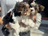 Petmode Köpek Çiftliğinden Show Kalite Morkie Yavrular