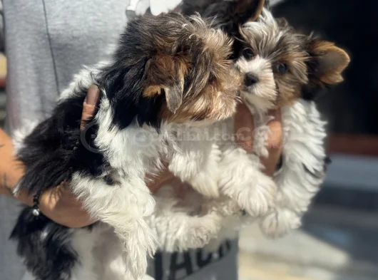 Petmode Köpek Çiftliğinden Show Kalite Morkie Yavrular görsel