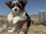 Petmode Köpek Çiftliğinden Show Kalite Morkie Yavrular