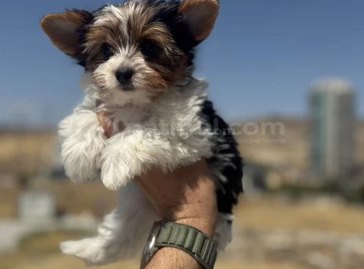 Petmode Köpek Çiftliğinden Show Kalite Morkie Yavrular görsel