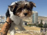 Petmode Köpek Çiftliğinden Show Kalite Morkie Yavrular