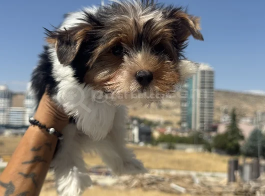 Petmode Köpek Çiftliğinden Show Kalite Morkie Yavrular görsel