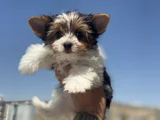 Petmode Köpek Çiftliğinden Show Kalite Morkie Yavrular