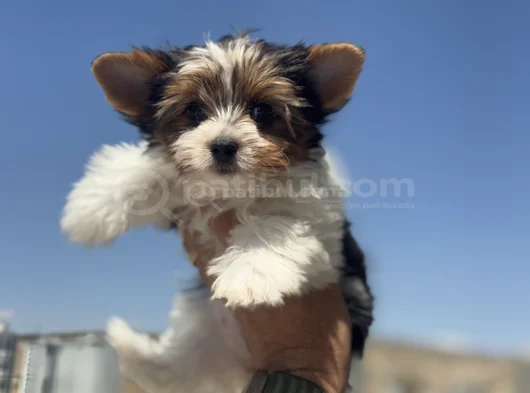 Petmode Köpek Çiftliğinden Show Kalite Morkie Yavrular görsel