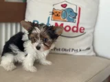 Petmode Köpek Çiftliğinden Show Kalite Morkie Yavrular