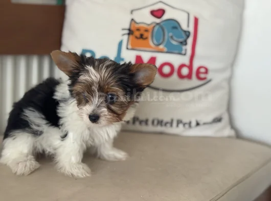 Petmode Köpek Çiftliğinden Show Kalite Morkie Yavrular görsel