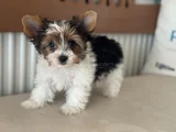 Petmode Köpek Çiftliğinden Show Kalite Morkie Yavrular