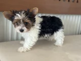 Petmode Köpek Çiftliğinden Show Kalite Morkie Yavrular