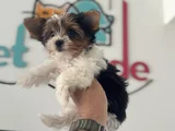 Petmode Köpek Çiftliğinden Show Kalite Morkie Yavrular
