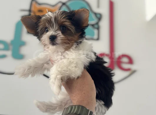 Petmode Köpek Çiftliğinden Show Kalite Morkie Yavrular görsel