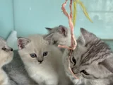 Anne Yanından British Shorthair Yavrularımız Ziyarete Açık