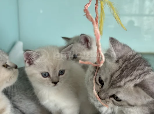 Anne Yanından British Shorthair Yavrularımız Ziyarete Açık görsel