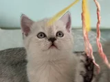 Anne Yanından British Shorthair Yavrularımız Ziyarete Açık