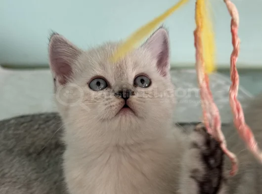 Anne Yanından British Shorthair Yavrularımız Ziyarete Açık görsel