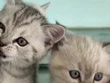 Anne Yanından British Shorthair Yavrularımız Ziyarete Açık