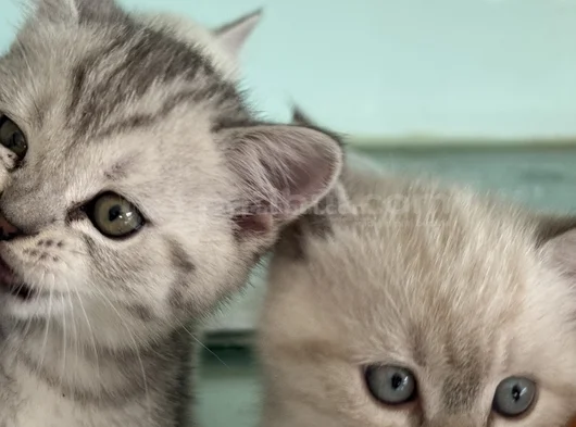 Anne Yanından British Shorthair Yavrularımız Ziyarete Açık görsel
