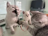 Anne Yanından British Shorthair Yavrularımız Ziyarete Açık