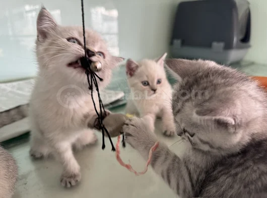 Anne Yanından British Shorthair Yavrularımız Ziyarete Açık görsel