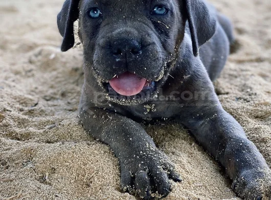 Canecorsa Safkan Bebekler görsel