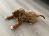 3 aylık dişi maltipoo