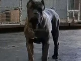 Canecorsa Safkan Bebekler