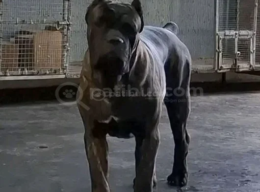 Canecorsa Safkan Bebekler görsel