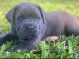 Canecorsa safkan bebekler