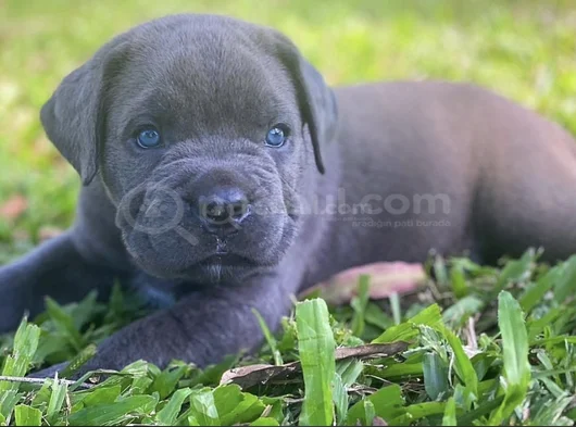 Canecorsa Safkan Bebekler