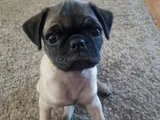 Dişi Erkek Pug Yavrularımız