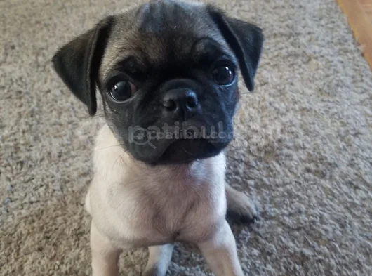 Dişi Erkek Pug Yavrularımız görsel
