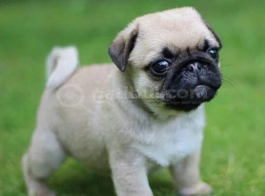 Dişi Erkek Pug Yavrularımız görsel