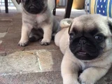 Dişi Erkek Pug Yavrularımız