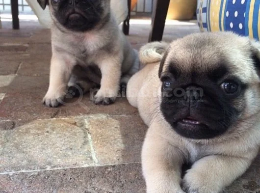 Dişi Erkek Pug Yavrularımız görsel