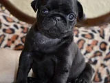 Dişi Erkek Pug Yavrularımız