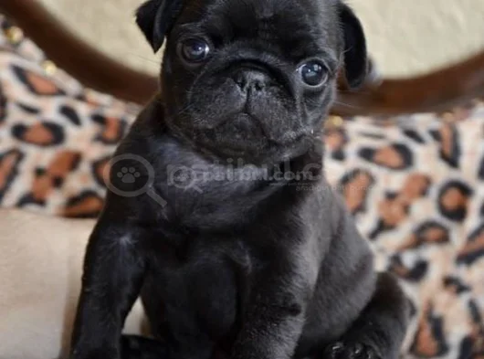 Dişi erkek pug yavrularımız