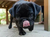 Dişi Erkek Pug Yavrularımız